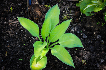 young plant in pot