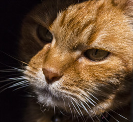Close up of a red cat's head