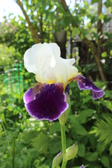 iris in the garden