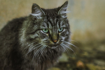 Naklejka na ściany i meble Gray cat with green eyes close-up