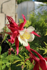 red flowers in the garden