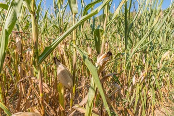 Vertrocknetes Maisfeld im Sommer, Deutschland