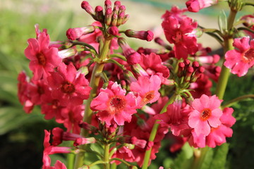 flowers in the garden