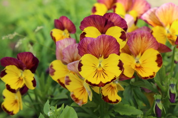 colorful flowers