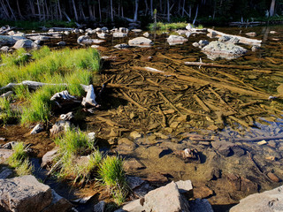 Wood Under the Water