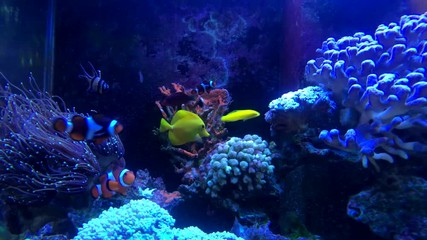 Tropical fish in the sea water aquarium