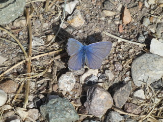 Osiris blue butterfly in the mountains of italy