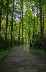 Waldszene in Zhangjiajie China