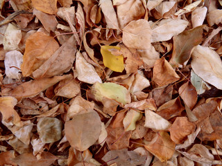the bright leaves of the trees dead from debris and dirt