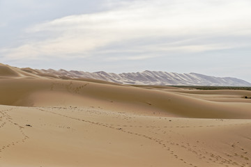 Mongolia, Gobi desert - traces of camels on the sand.