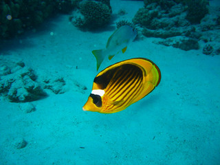 Fototapeta na wymiar Closeup photo of butterfly fish. It has orange color with black line on the top of the body and white spot near eyes. 