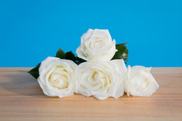 Beautiful White Roses on Wooden Desk with blue background