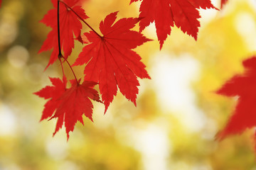 Naklejka na ściany i meble Red maple leaves on nature background closeup