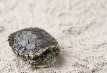 Common Slider, also known as Cumberland Slider Turtle, Red-eared Slider Turtle, Slider (Trachemys scripta) on a sand