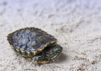 Common Slider, also known as Cumberland Slider Turtle, Red-eared Slider Turtle, Slider (Trachemys scripta) on a sand