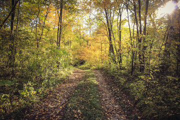 Fototapeta premium Path in the forest