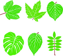 Green leaves on white background
