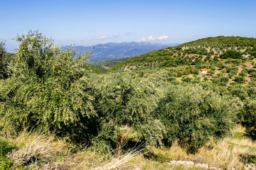 Fototapeta na wymiar Olive grove in Kalamata, Peloponnese, southwestern Greece.