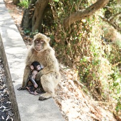 Rock of Gibraltar macaque monkey with small infant on a sunny day.