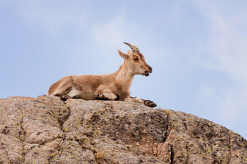 MACHO MONTÉS EN LA ROCA
