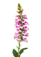 Purple foxglove (Digitalis purpurea) flowers isolated on white background, clipping path included - obrazy, fototapety, plakaty