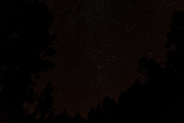 Star constellations and silhouetted trees from La Palma Island, a UNESCO World Biosphere Reserve where light pollution levels are protected by law