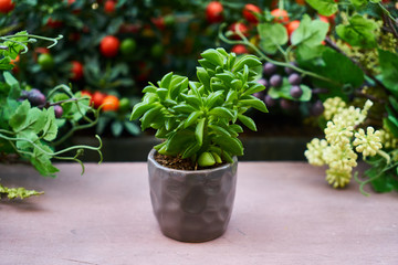 flowers in pot