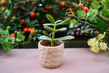 flowers in pot