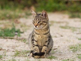 beautiful street cat, brown tabby cat in nature, street animal