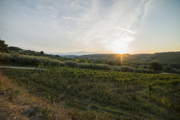 Campagna vigna e uliveto al tramonto