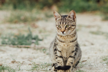 Naklejka na ściany i meble beautiful young cat, striped cat on the street