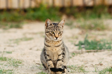 Naklejka na ściany i meble beautiful striped cat, young cat on the street