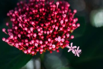 розовый цветок на зеленом фоне, не распустившийся бутон цветка