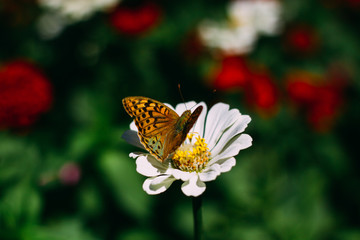  butterfly on white flower
