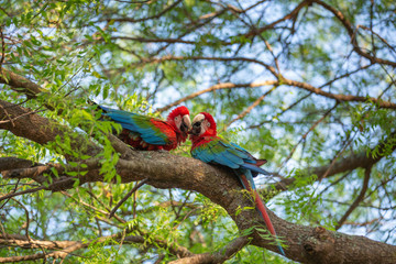 colorful macaw parrots on the tree