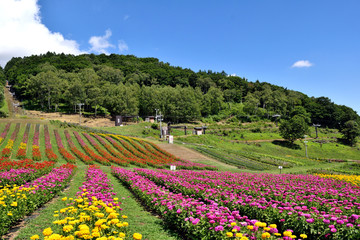 富士見高原 色鮮やかな花壇