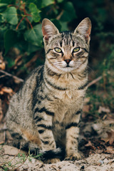 Fototapeta na wymiar beautiful street cat, brown tabby cat in nature, street animal