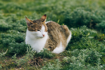 Naklejka na ściany i meble white brown cat, street cat sitting on the grass