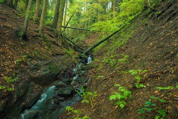 Frühling im Buchenwald