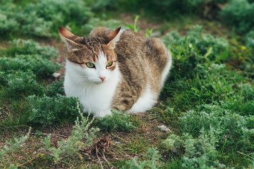 Naklejka na ściany i meble white brown cat, street cat sitting on the grass
