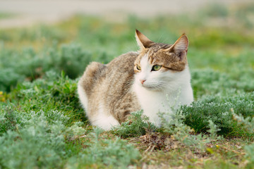 Naklejka na ściany i meble cat sitting in the grass, beautiful street cat