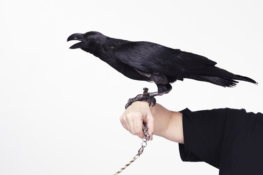 Black crow