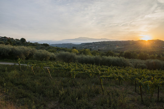 Campagna vigna e uliveto al tramonto