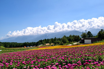 【長野県諏訪郡】初夏の富士見高原 花畑