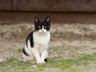Fototapeta na wymiar black and white cat on the street, street cat