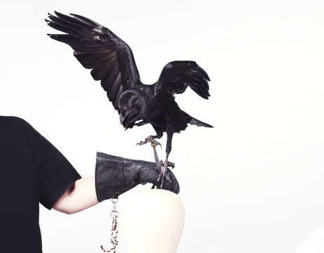 Black crow