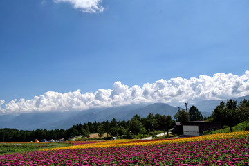 初夏の富士見高原 花畑