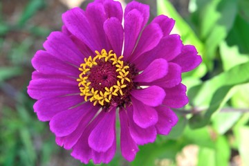 Obraz premium 百日草 赤紫の花アップ