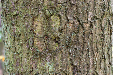 Forests,parks and texture concept-close-up of bark on a tree in a damp forest in the north.