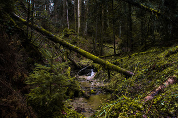 grüner Wald